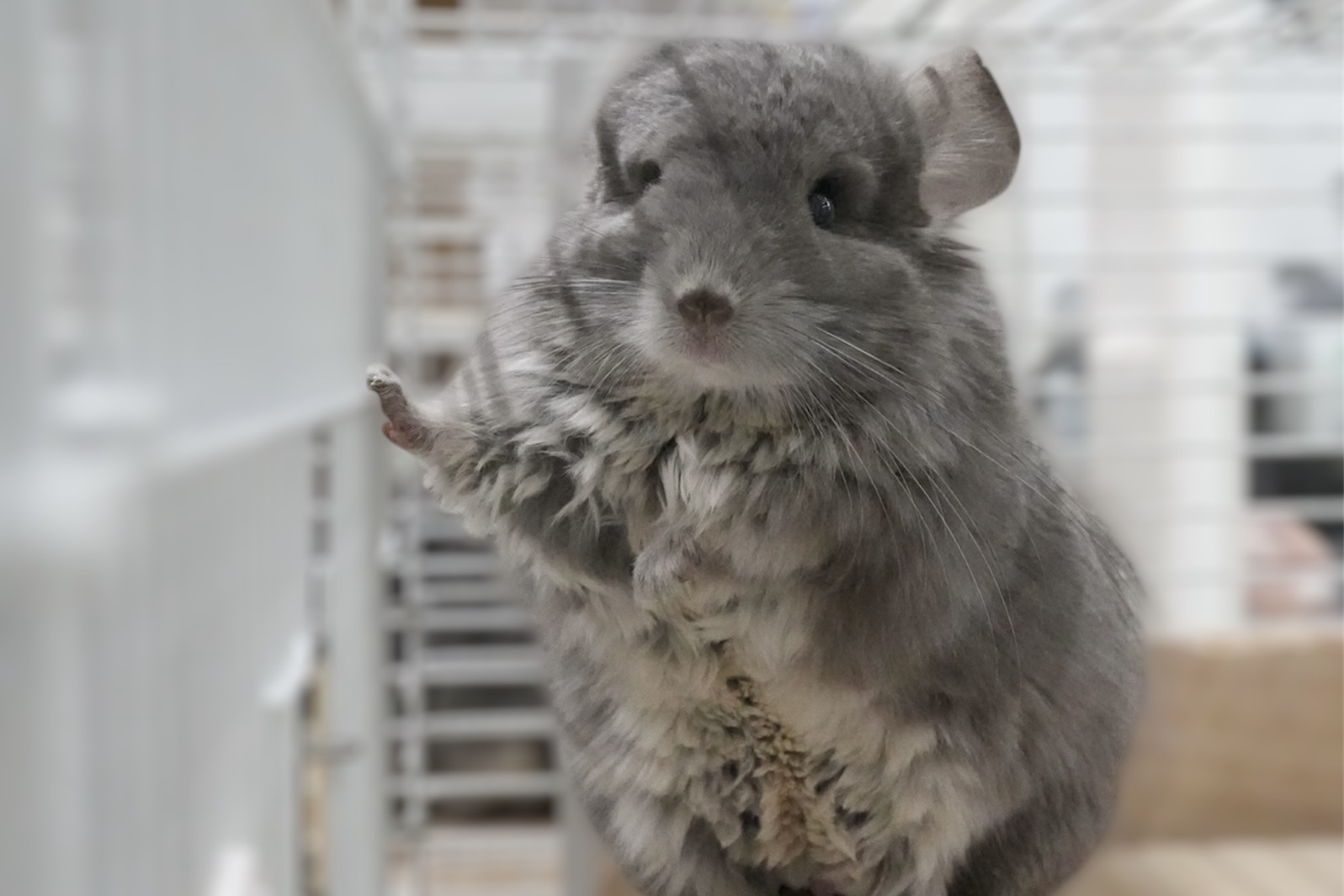 アンゴラチンチラ