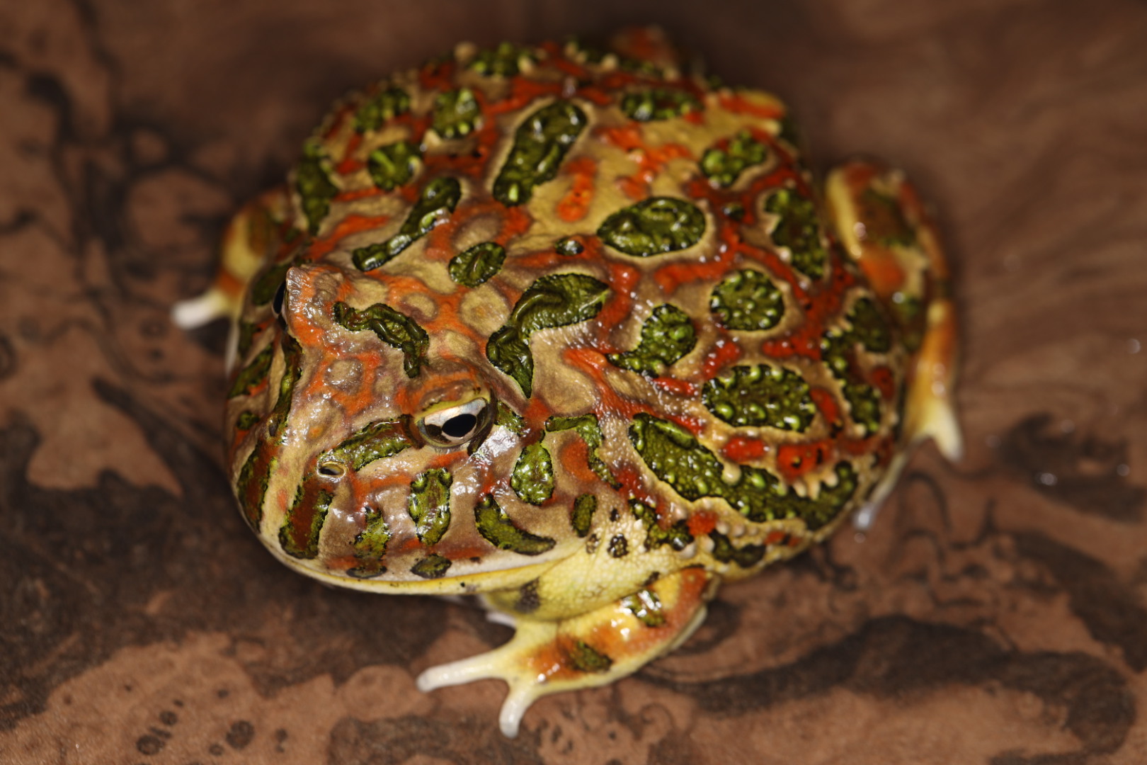 ベルツノガエル