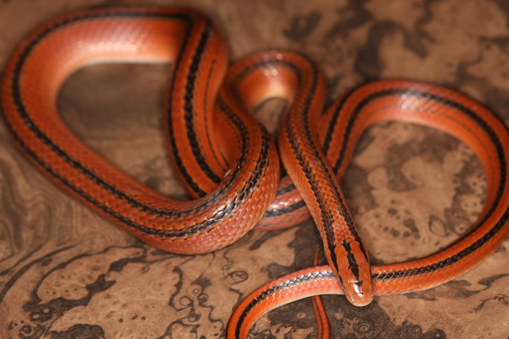 コクシーベニナメラ