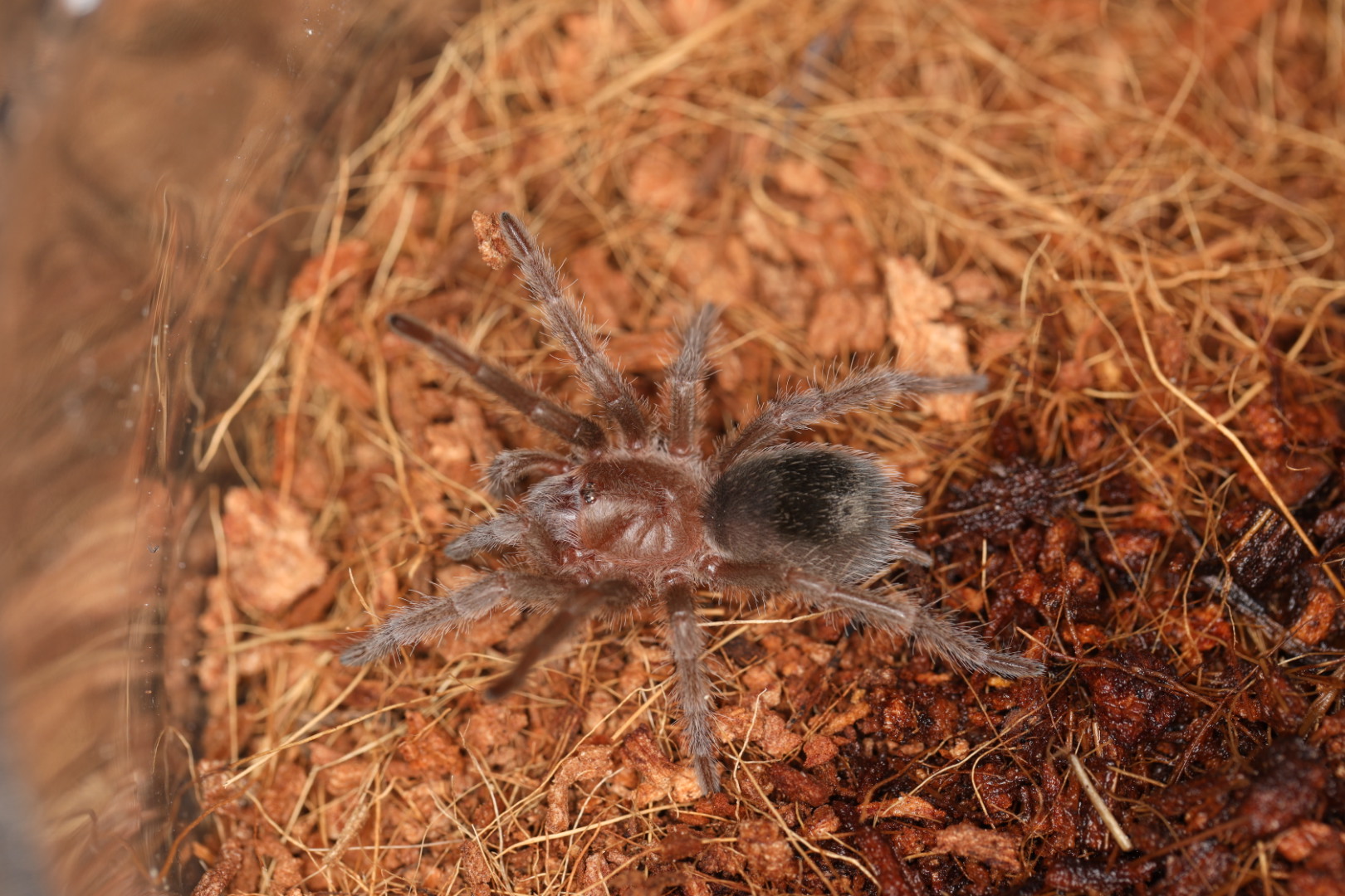 ブラジリアンブラック