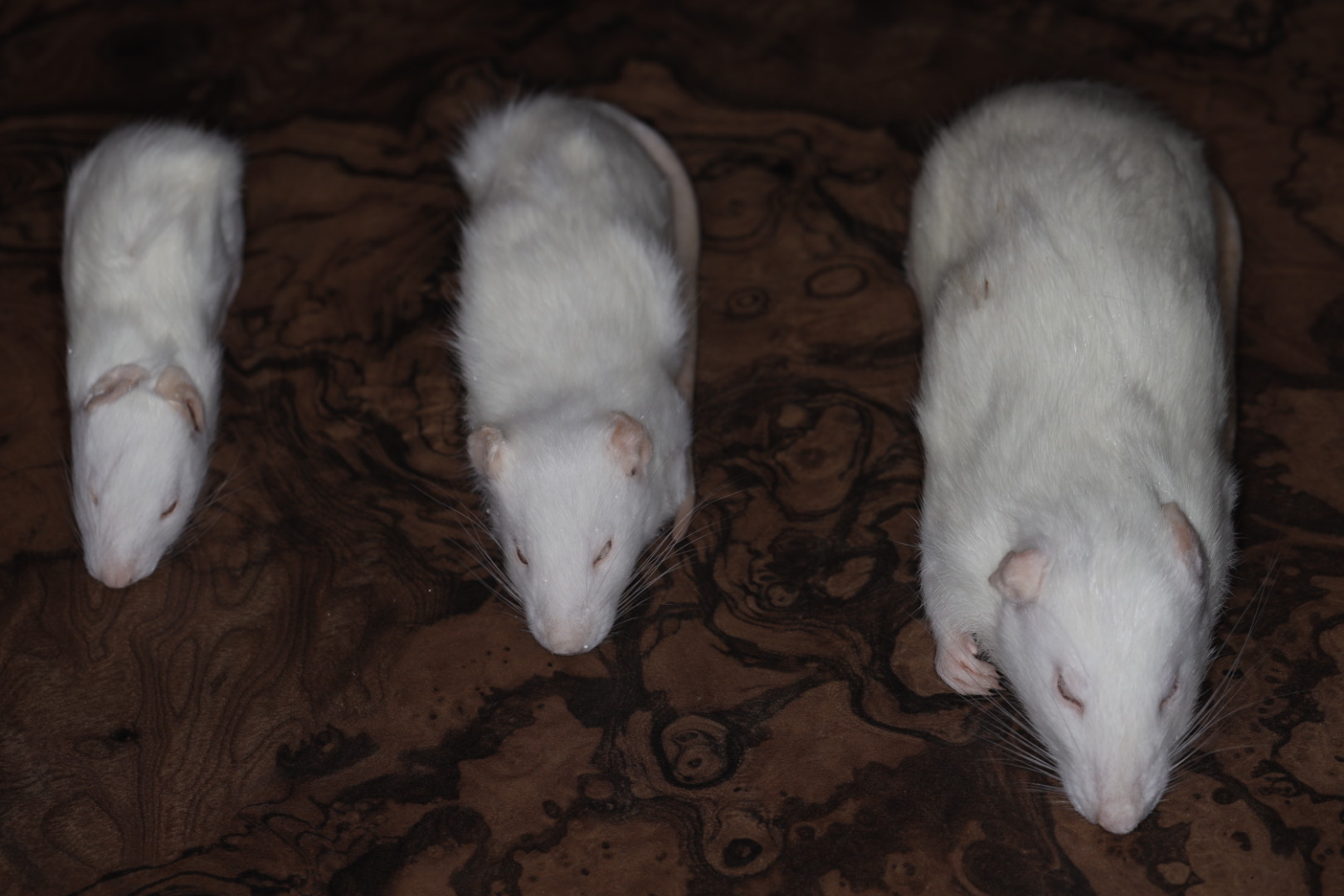 冷凍ラット 各サイズ