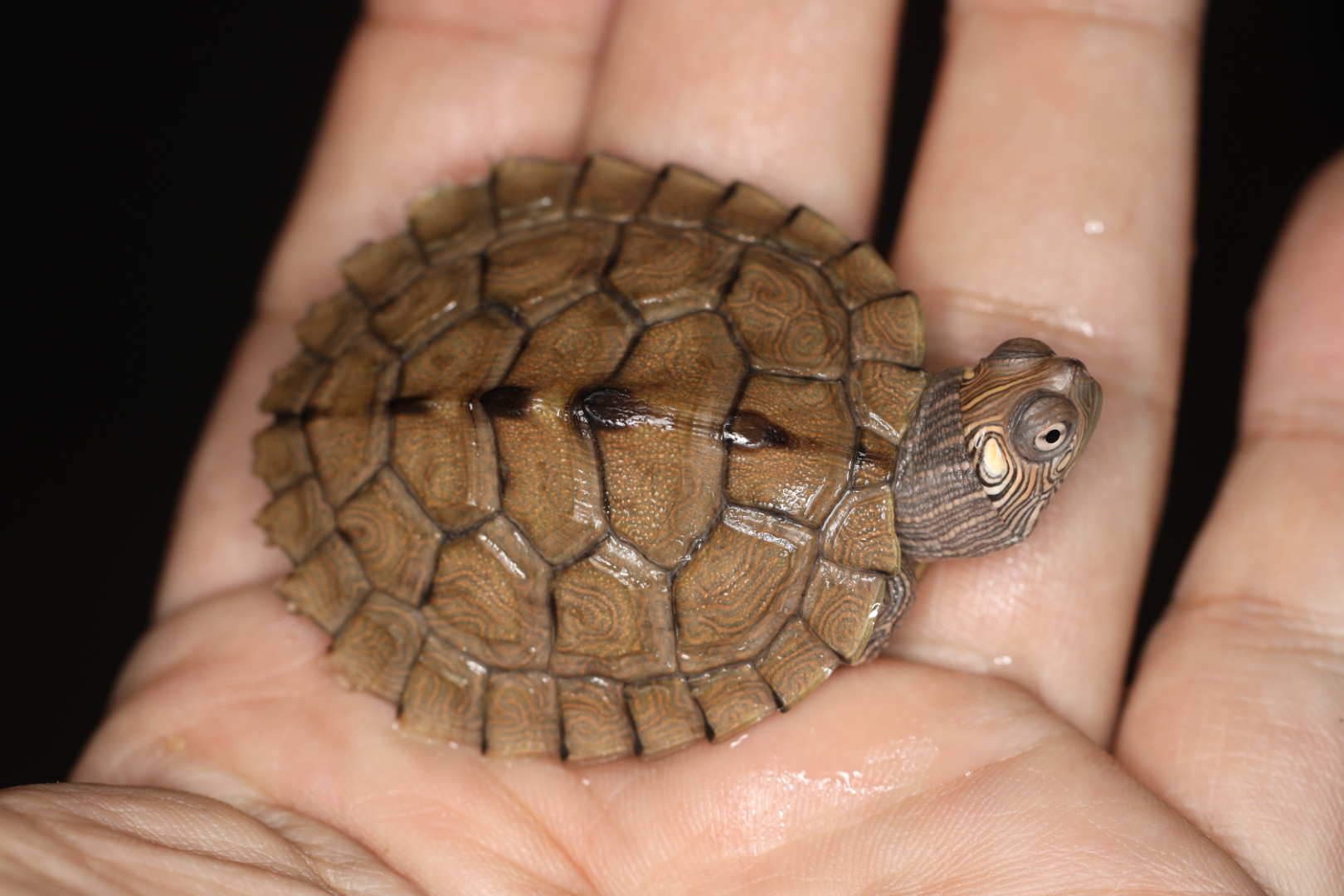 フトマユチズガメ