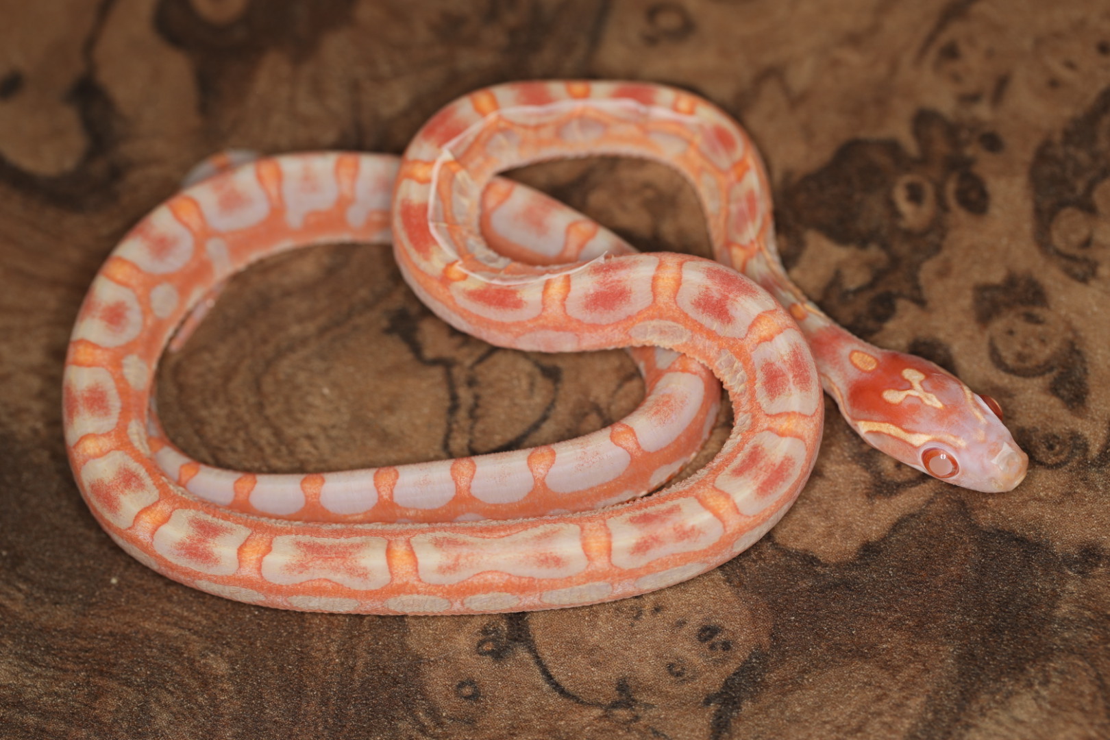 コーンスネーク アメラニスティックスケールレス