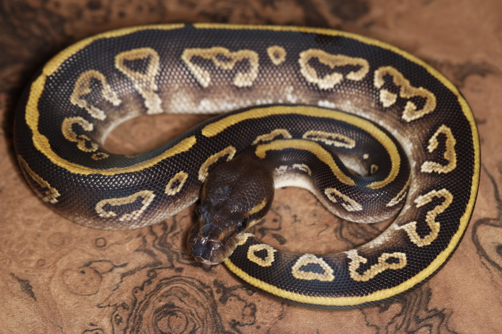 ボールパイソン ブラックポーション