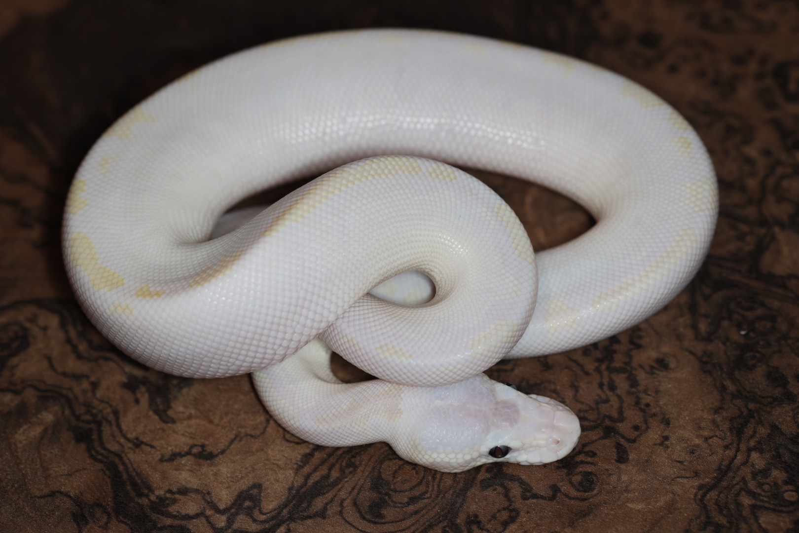 ボールパイソン バンブルビーモハべpossパステル