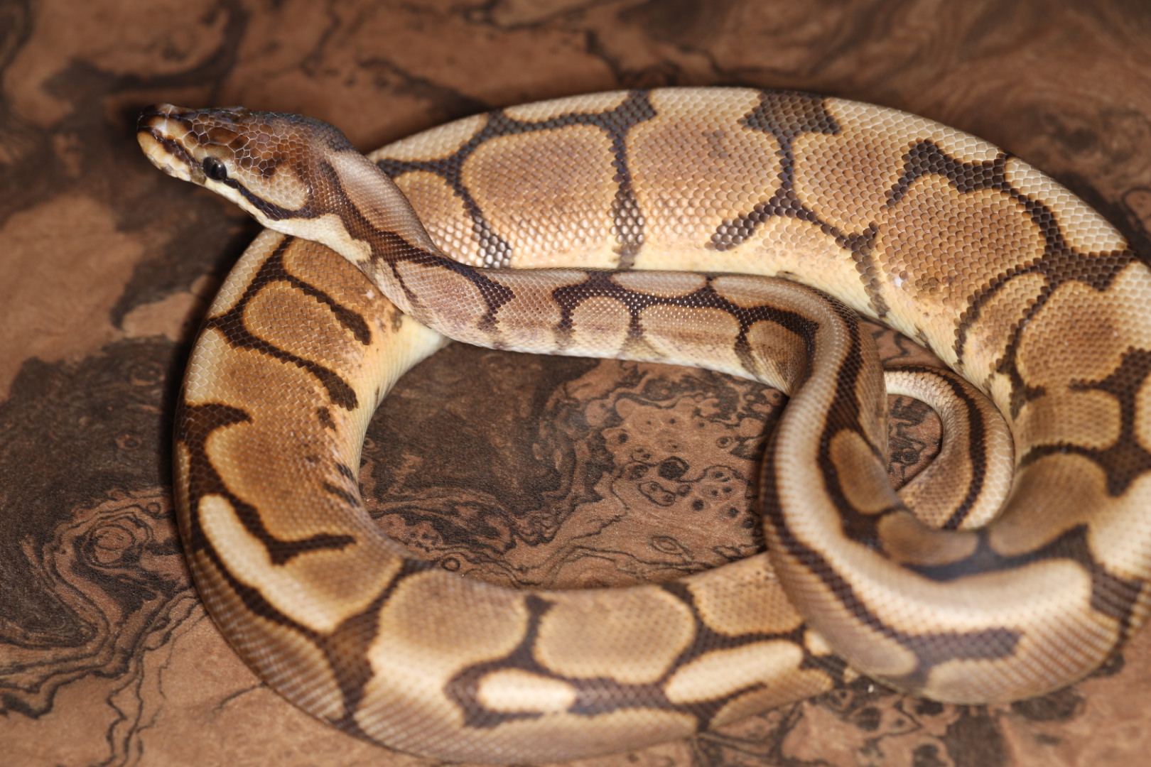 ボールパイソン スパイダー