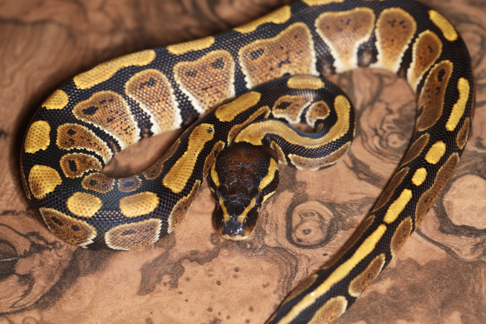 ボールパイソン CB