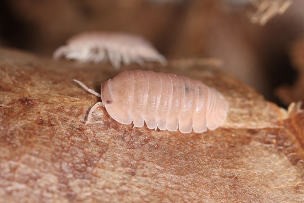 ムリナネッタイコシビロダンゴムシ ハイポ 10匹セット