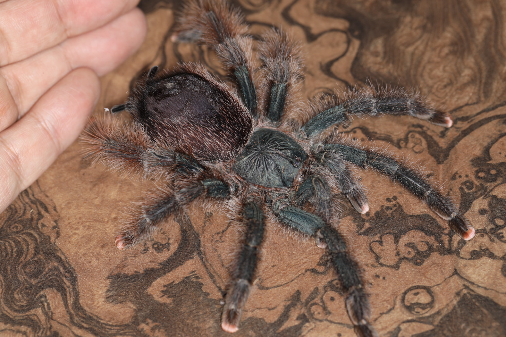 ゴライアスピンクトゥ