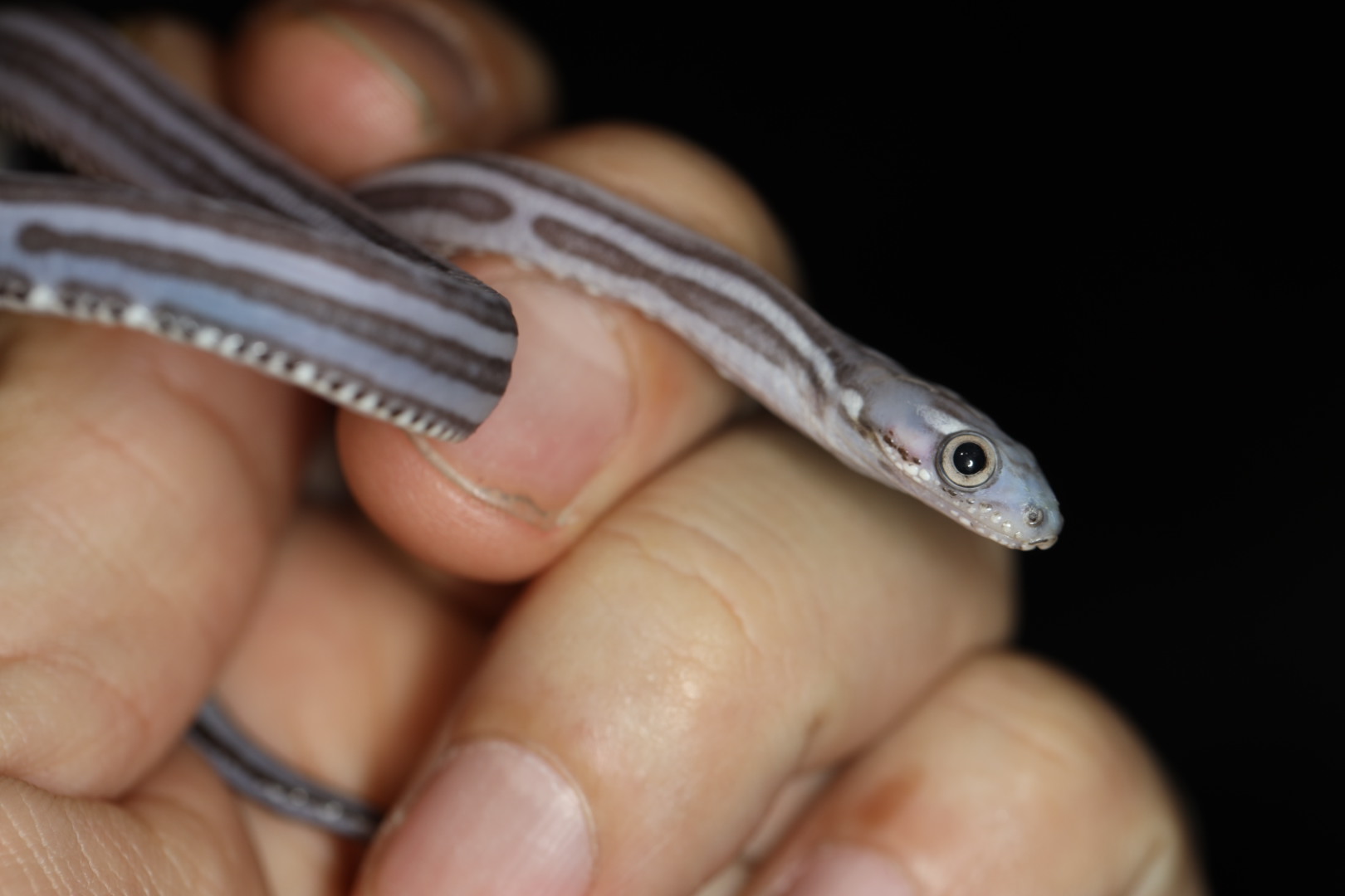 コーンスネーク アネリステッセラケールレス