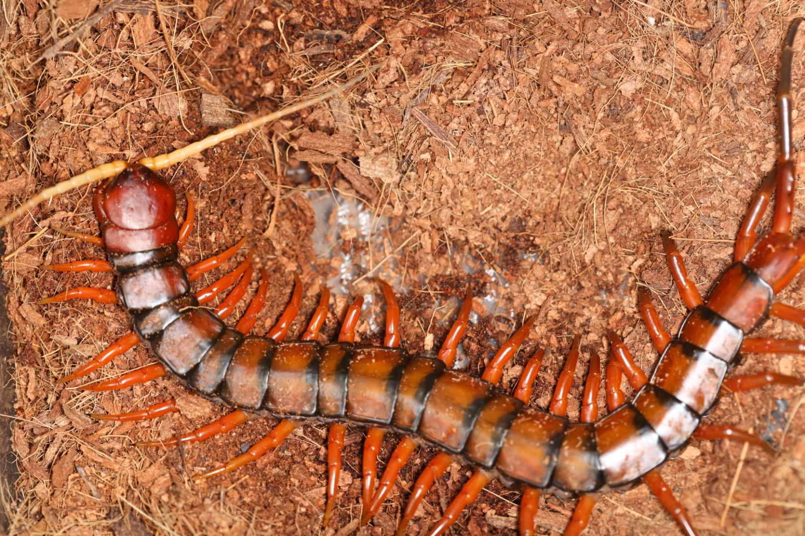 ホワイトビアードセンチピード