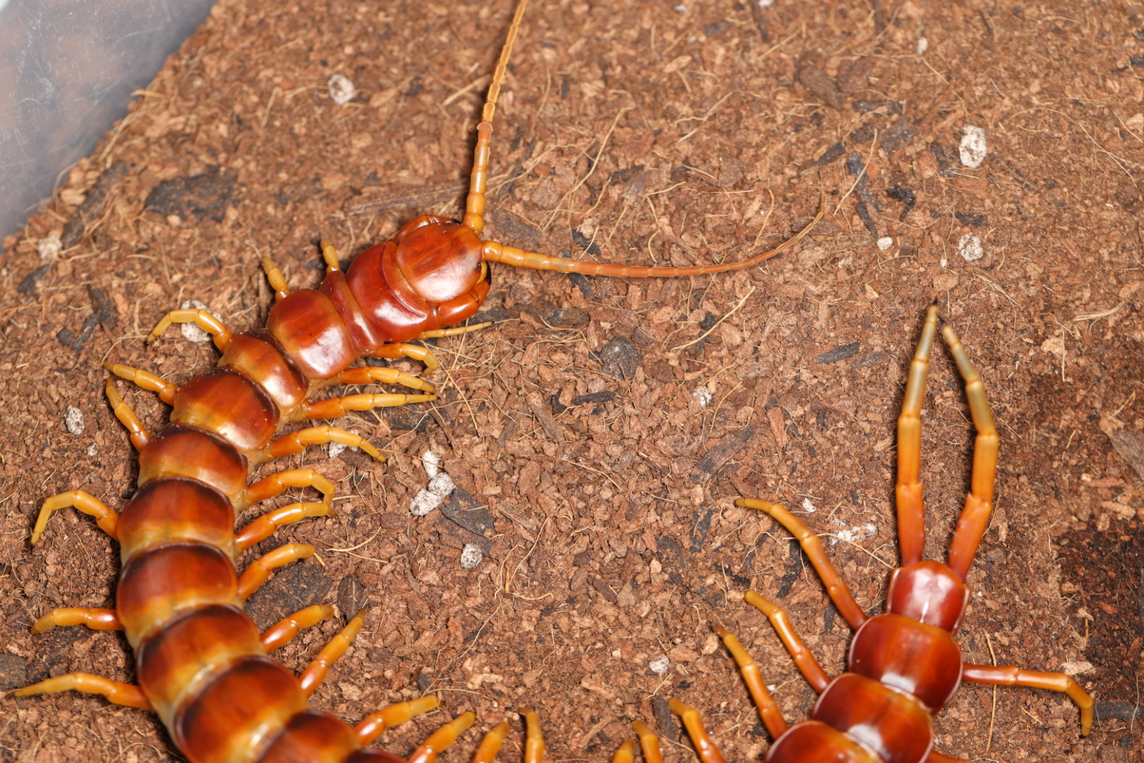 ペルビアンオレンジバンデッド