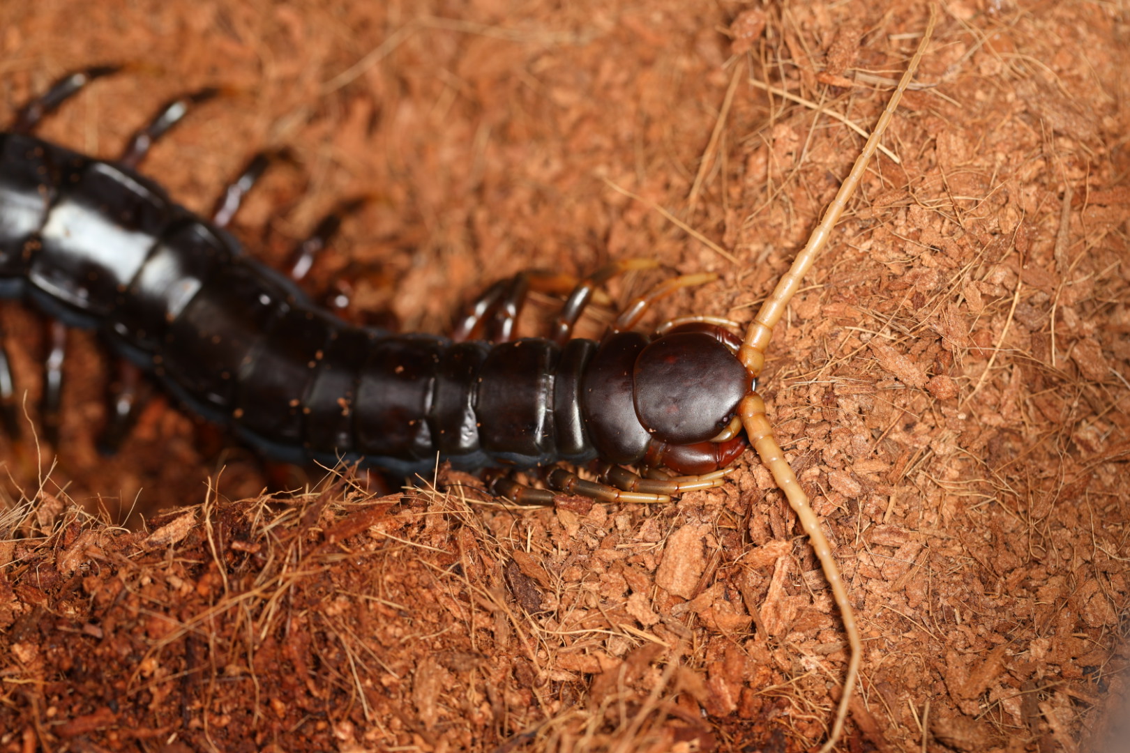 ジャワダークナイトオオムカデ