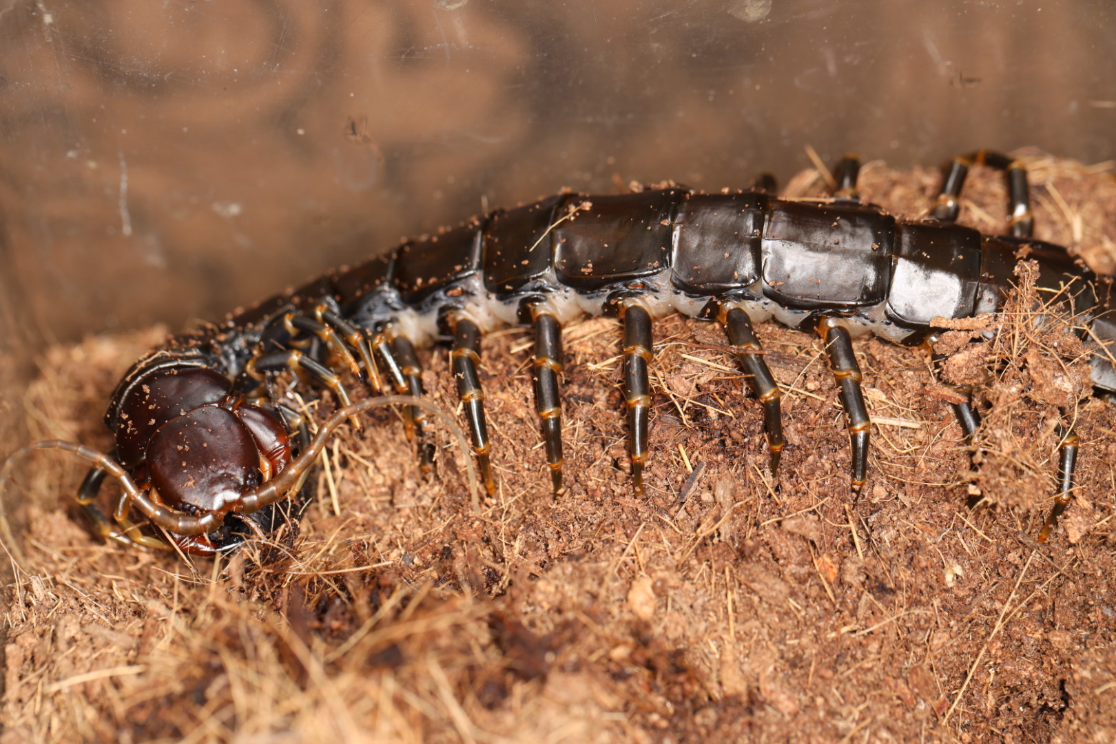 ハイナンブラックタイガーレッグ