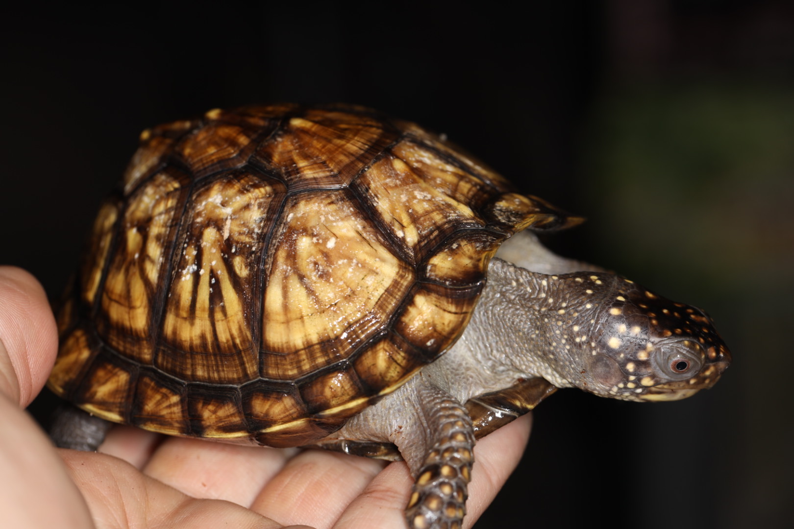 トウブハコガメ