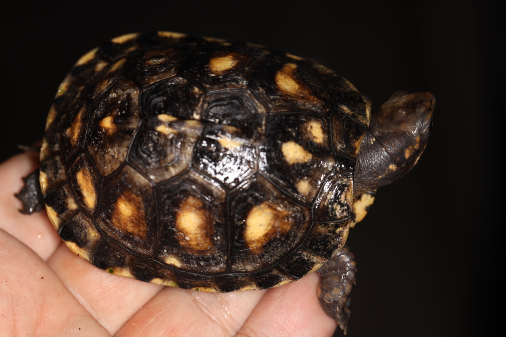 ガルフコーストハコガメ ブラック